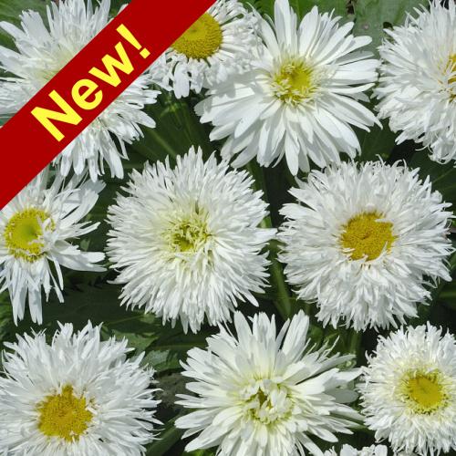 Decadent, Delightful Double Flowers