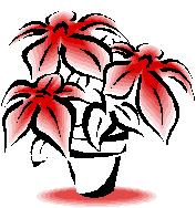 Poinsettia