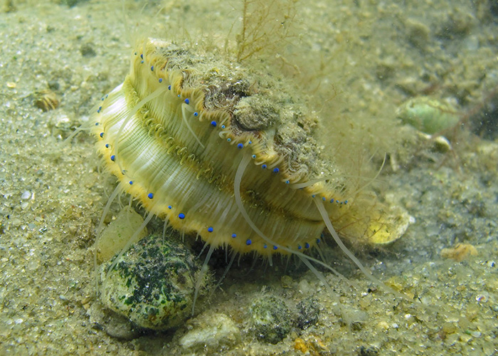 Scallop. Credit: Stephen Tettelbach