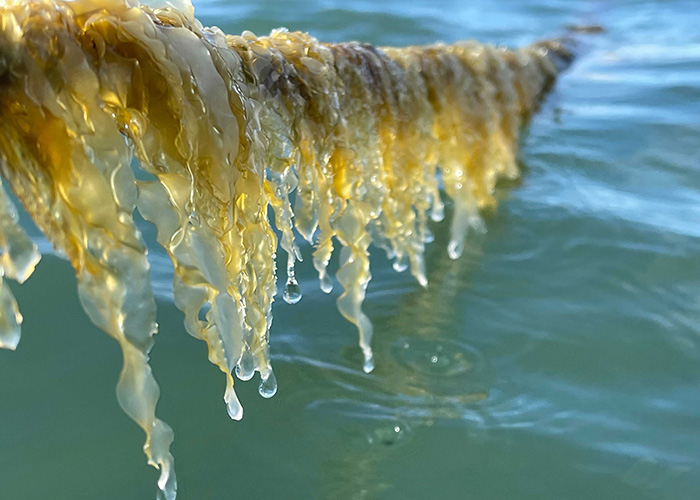 Sugar Kelp (Saccharina latissima) / Lazy Point Farms (March 15, 2022). Credit: Mike Martinsen