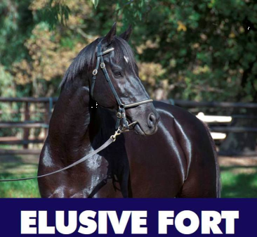 Elusive Fort Stallion