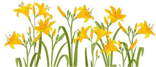 Day Lily clip art