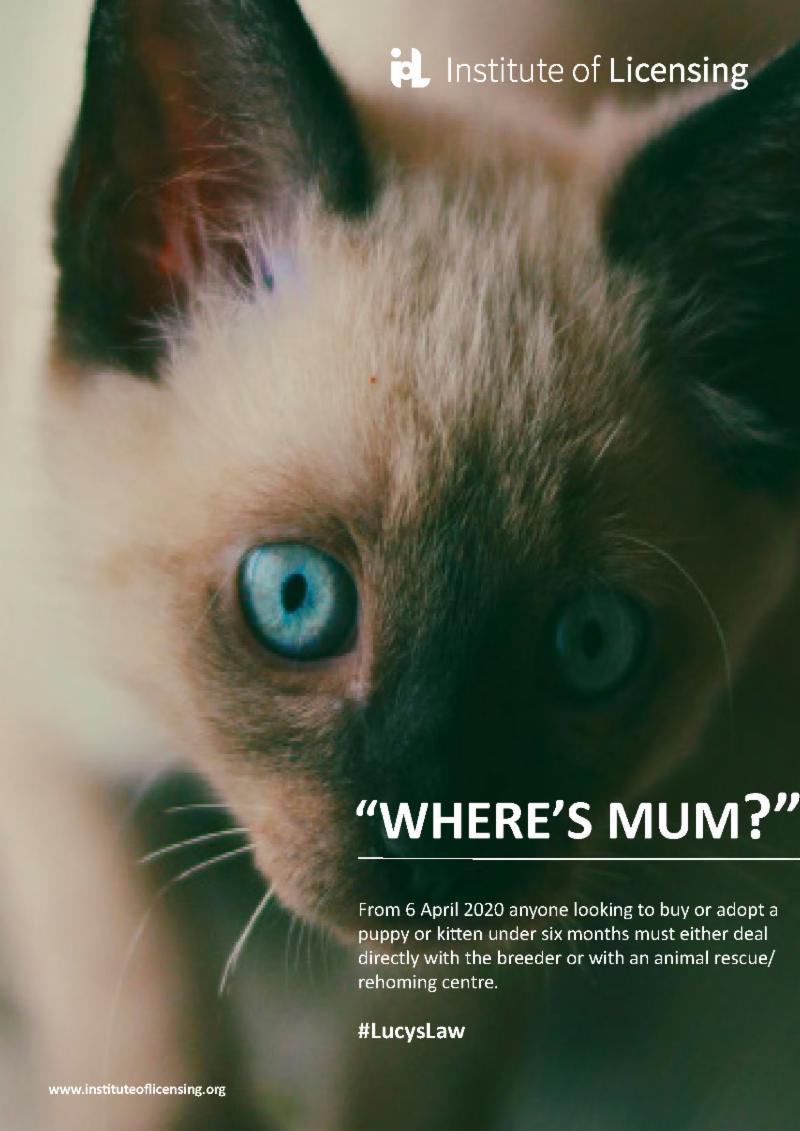 13.6.19 Wheres Mum Cat2.jpg