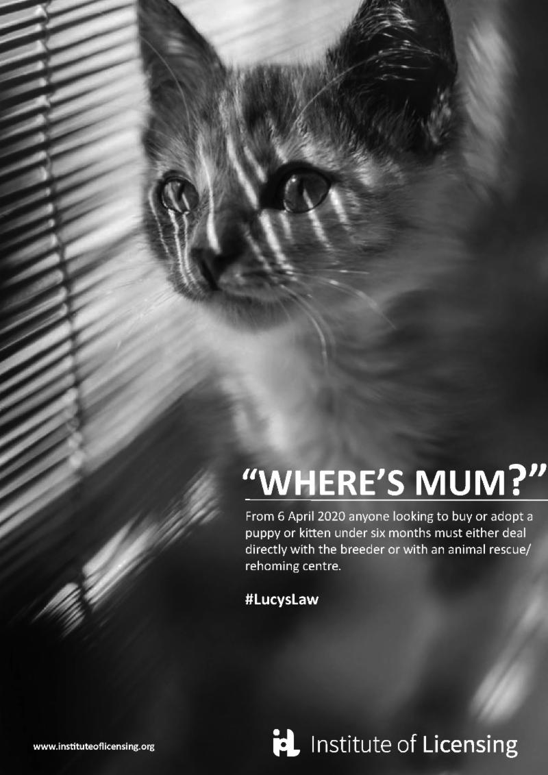 13.6.19 Wheres Mum Cat1.jpg