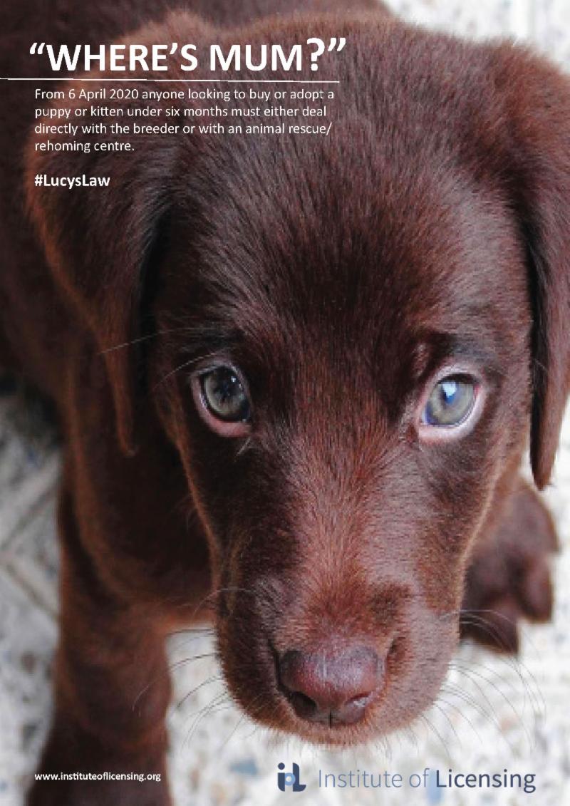 13.6.19 Wheres Mum Choc Lab.jpg