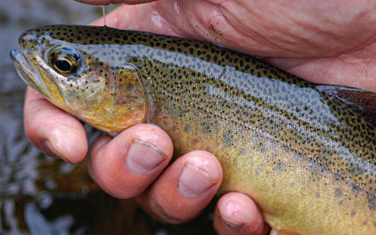 Photo Gila trout Hatch Magazine v Nov 2020