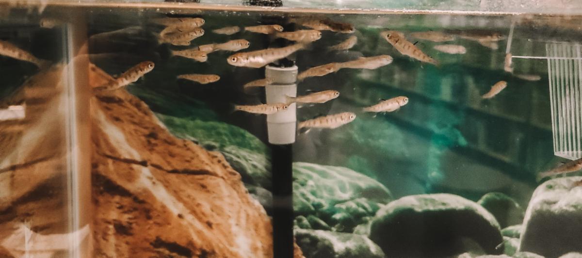 Photo TIC Young Fish  Liberty Elementary  v April 5 2022