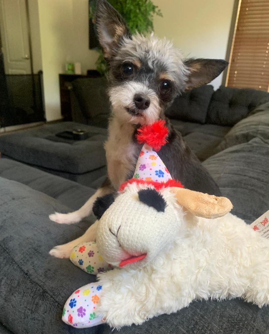 Pinal County Animal Care and Control Pupdate June 2024