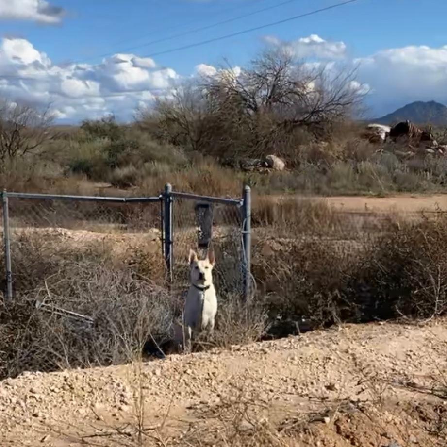 Pinal County Animal Care and Control March 2024 Pupdate