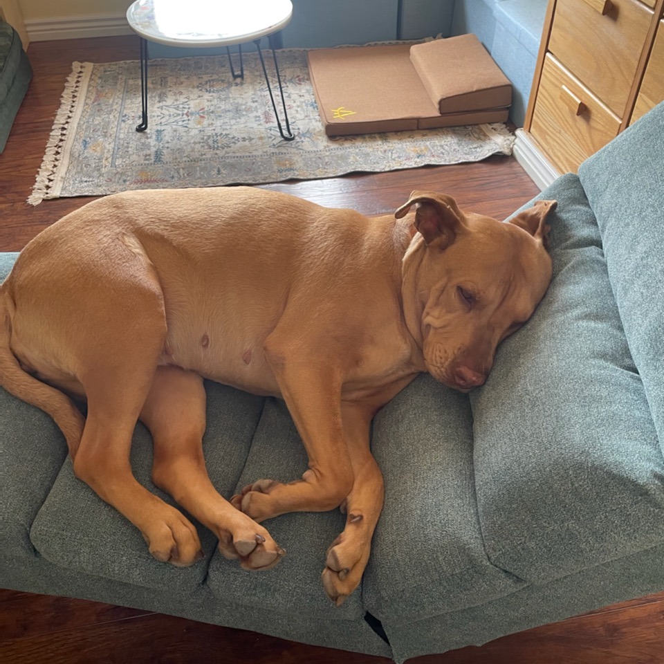 Pinal County Animal Care and Control May 2024 Pupdate