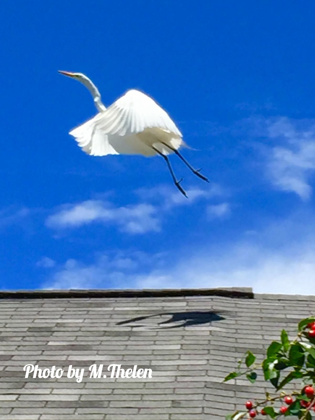 Heron by M.Thelen
