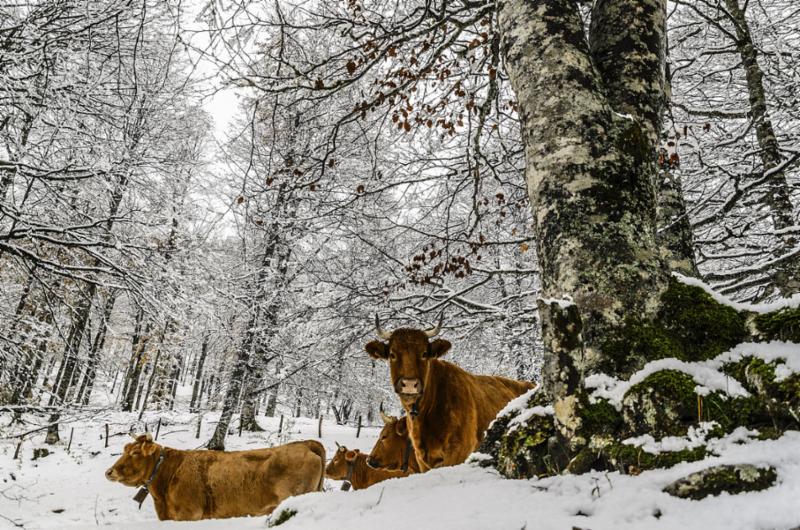 cows_snow.jpg