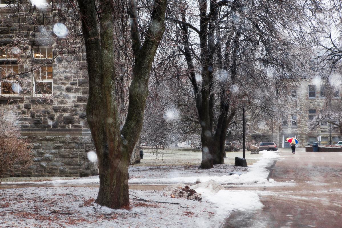 Snow-covered, treed path with Queen's umbrella in the distance