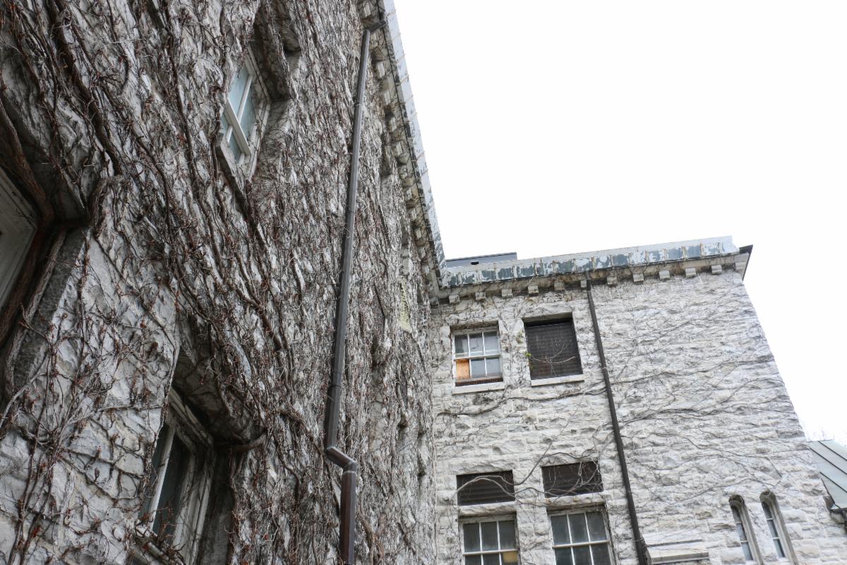 Ivy on exterior limestone building in the spring