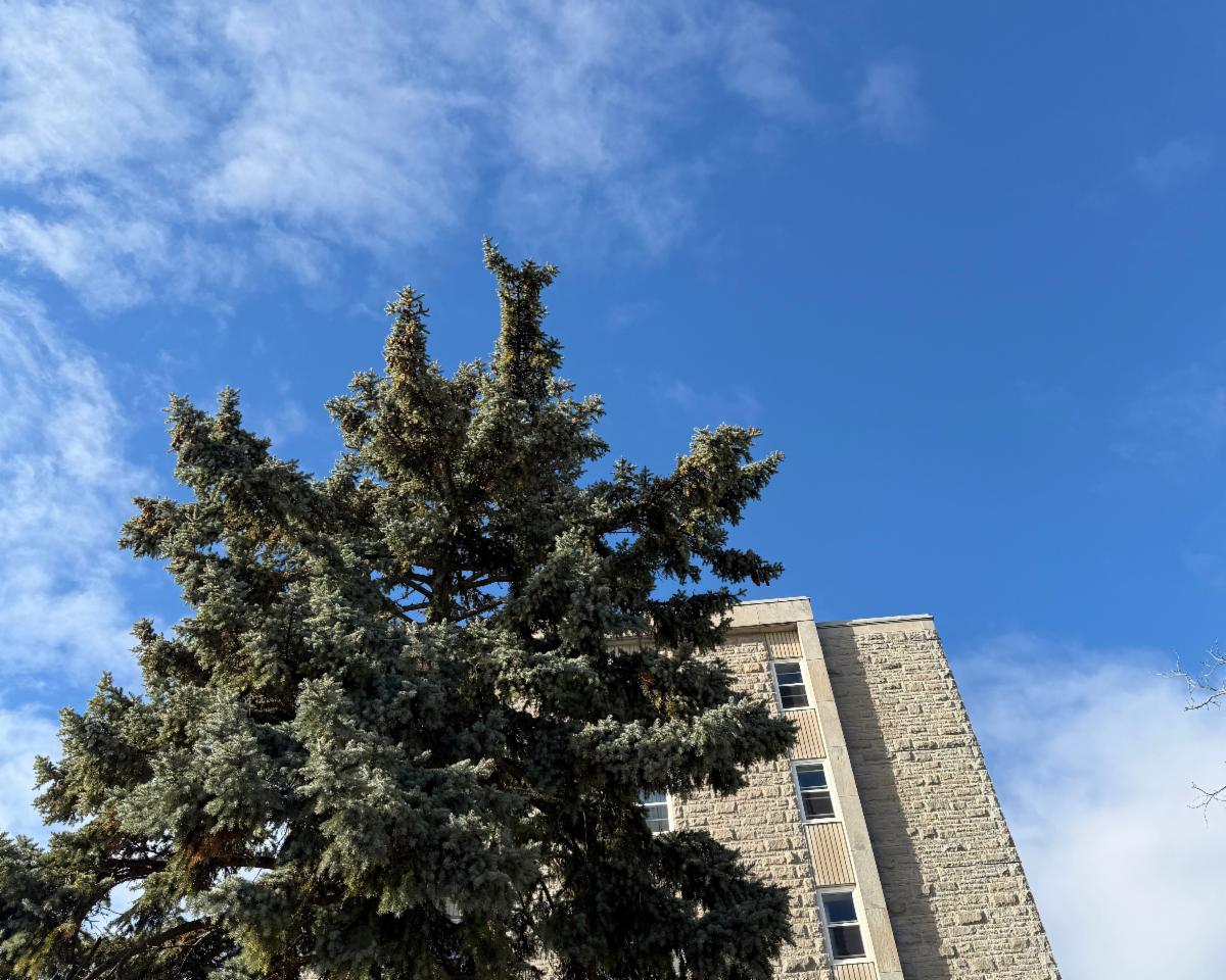 Tree by Victoria Hall exterior wall against a blue sky