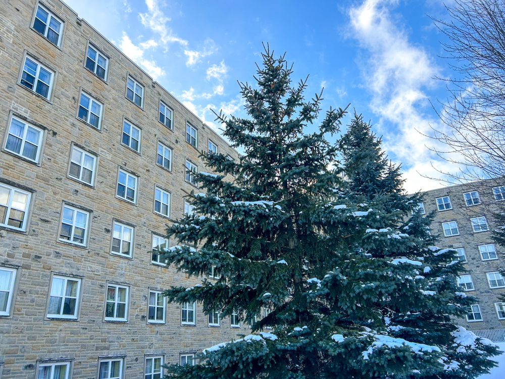 Victoria Hall in winter with evergreens