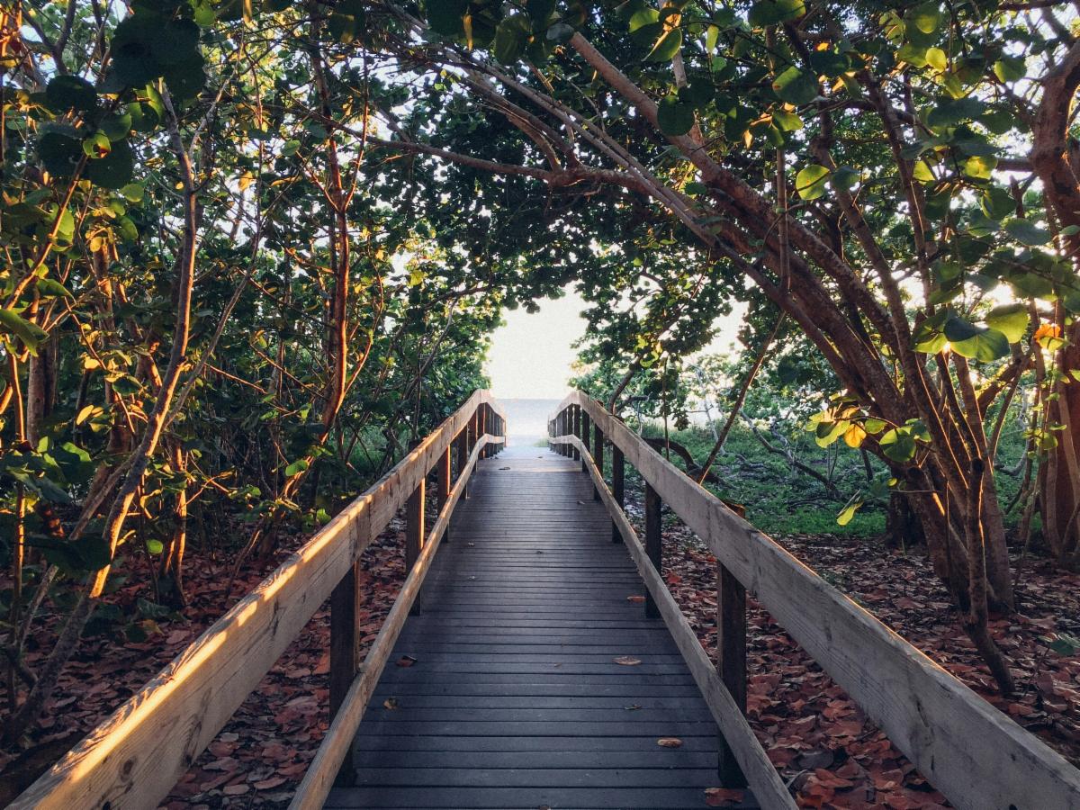 Pathway leading to a beach, framed by green trees