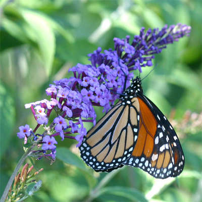 butterfly