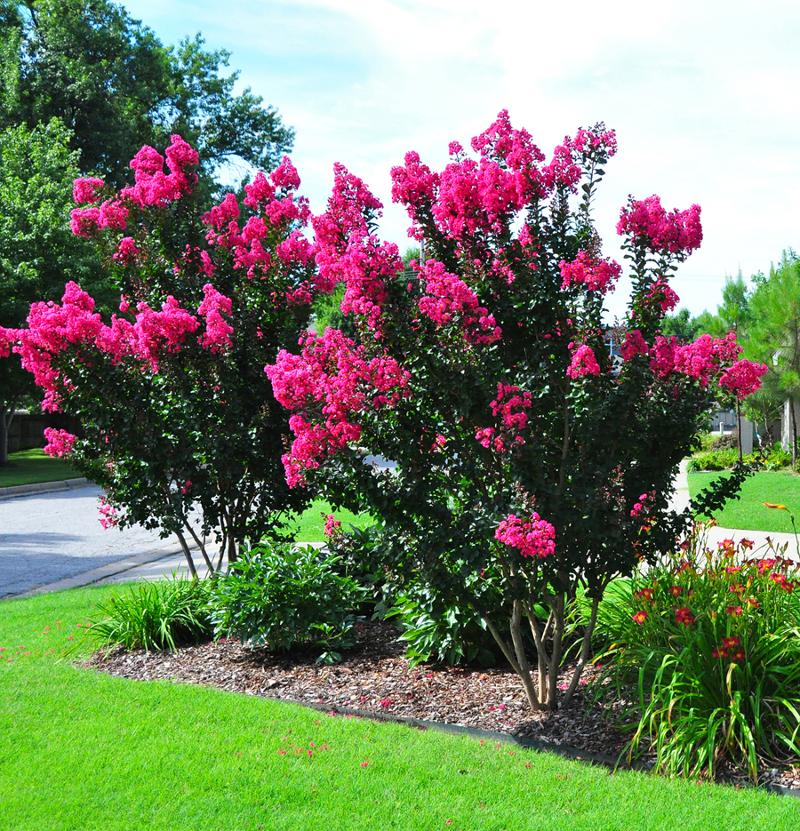 Crape Myrtle