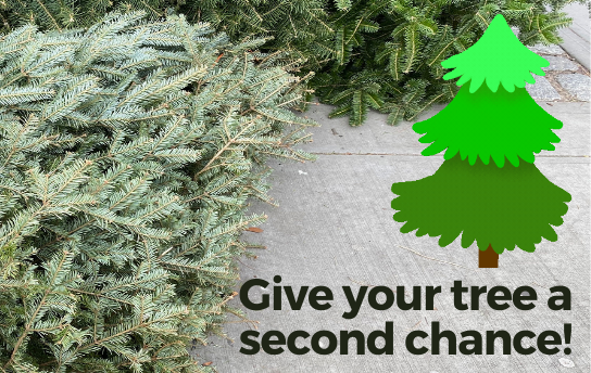 Give your Christmas tree a second chance