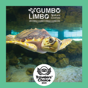 Gumbo Limbo Traveler's Choice 2021
