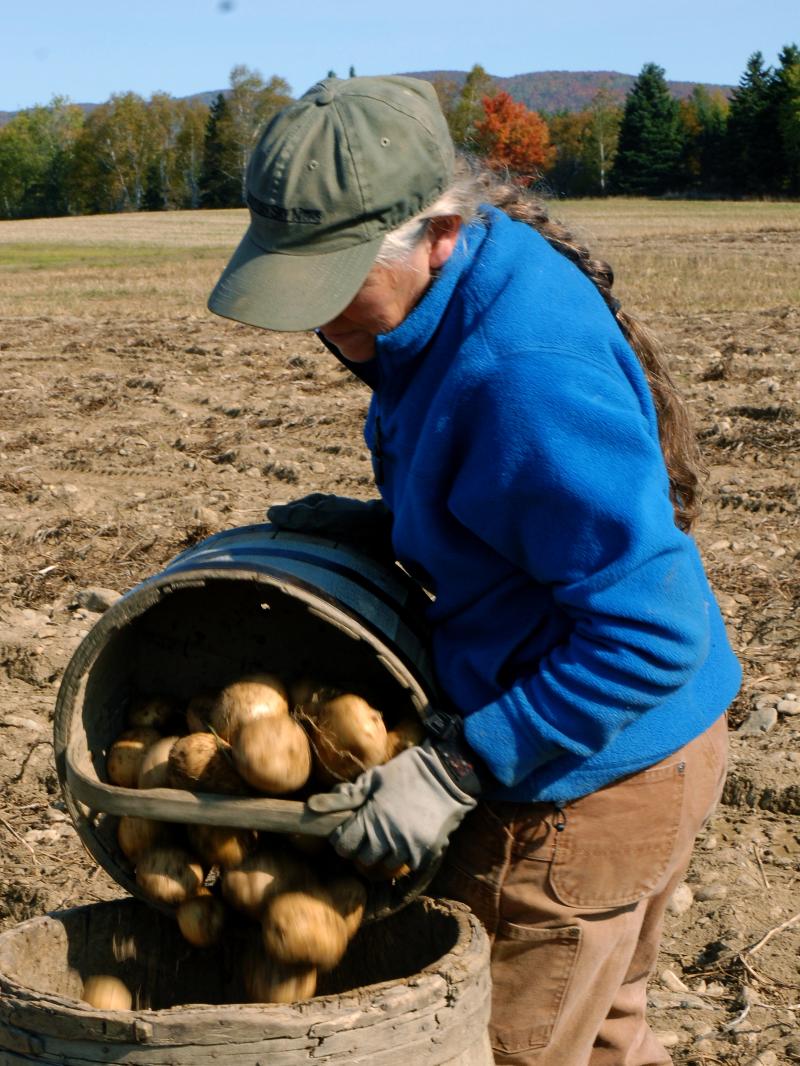 Penny picking potatoes