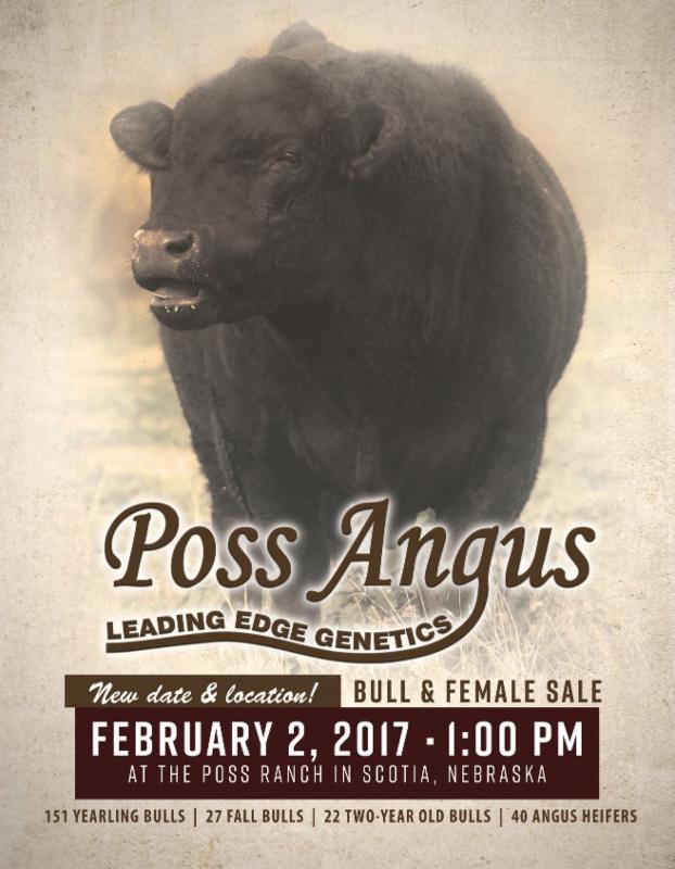Poss Angus Bull & Female Sale Tomorrow!