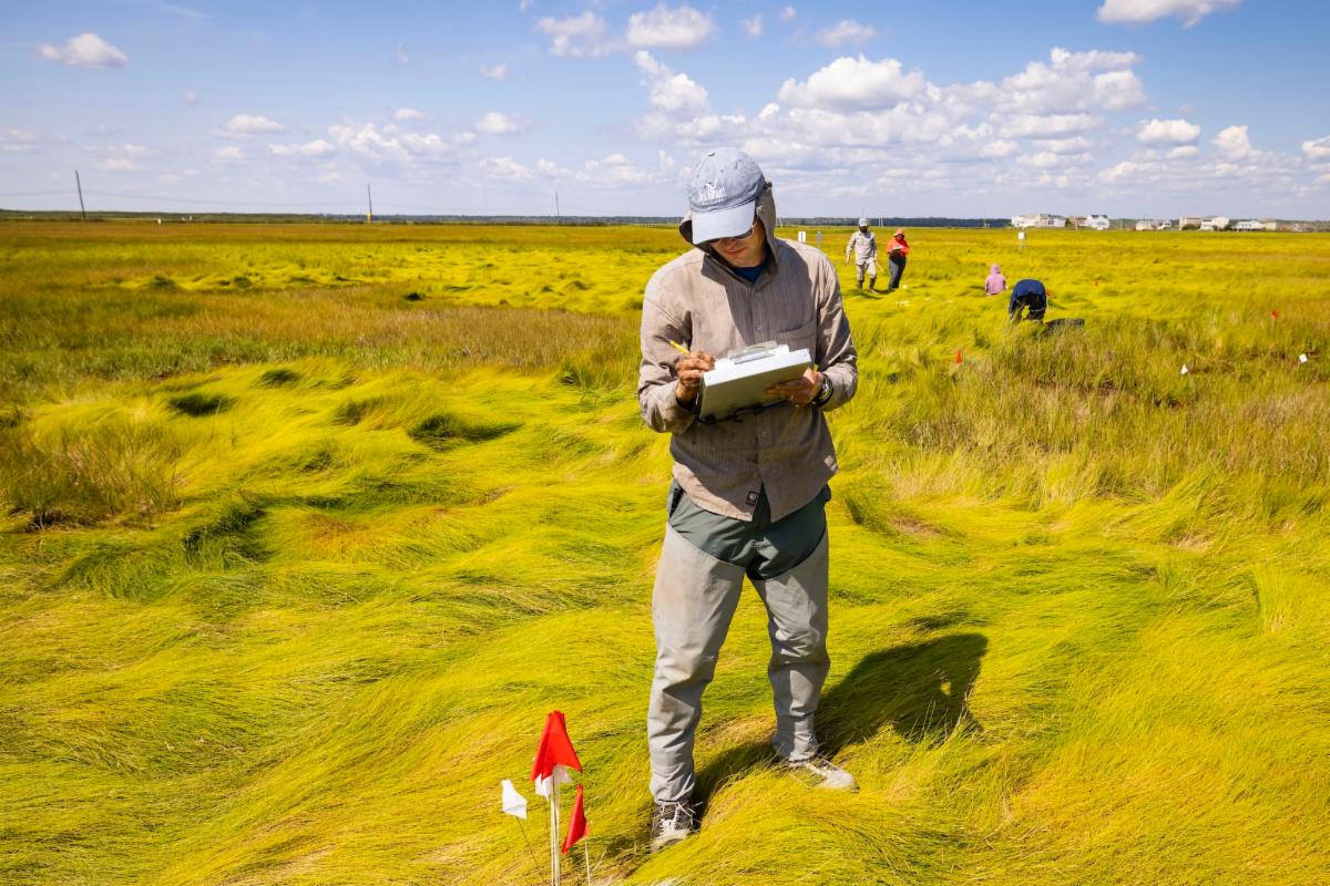 Researcher stands in a grassy marsh area with a clipboard.