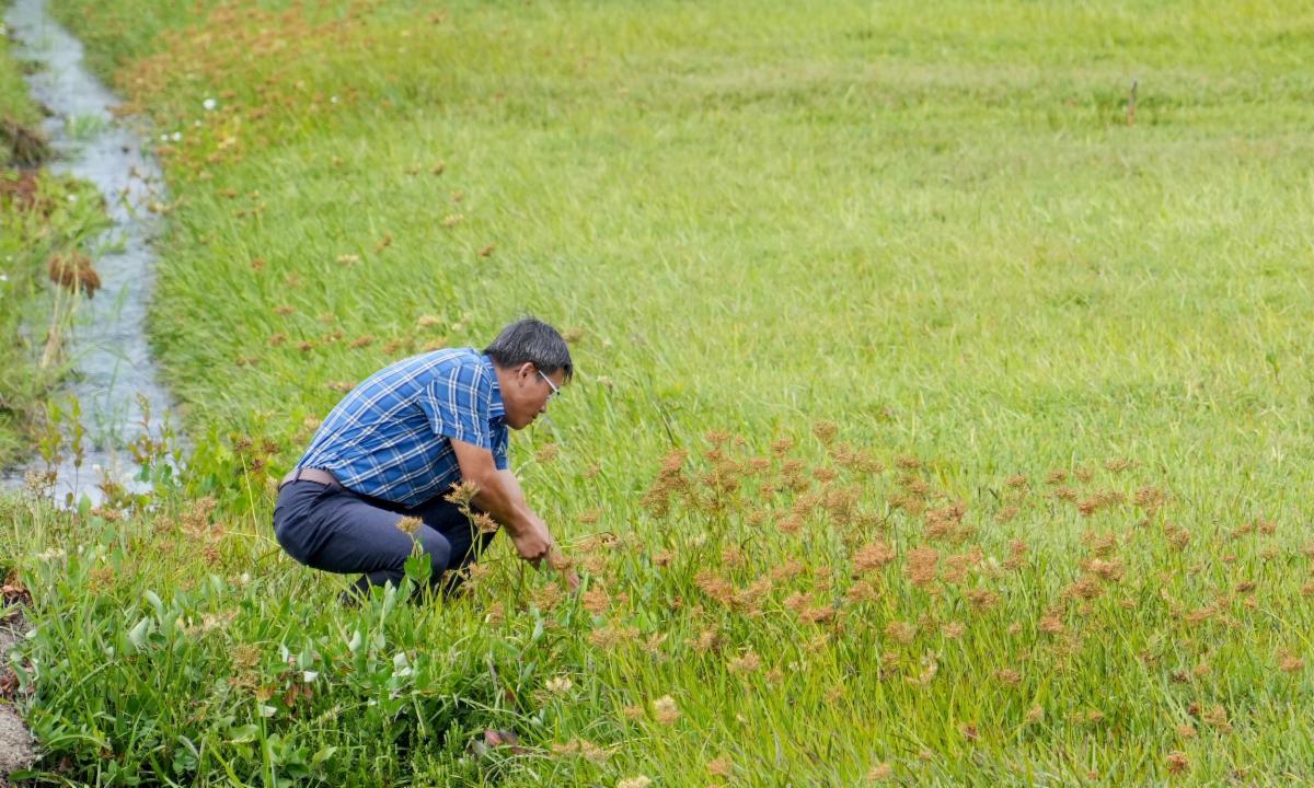 Thanh Nguyen observes conditions at a cranberry bog.