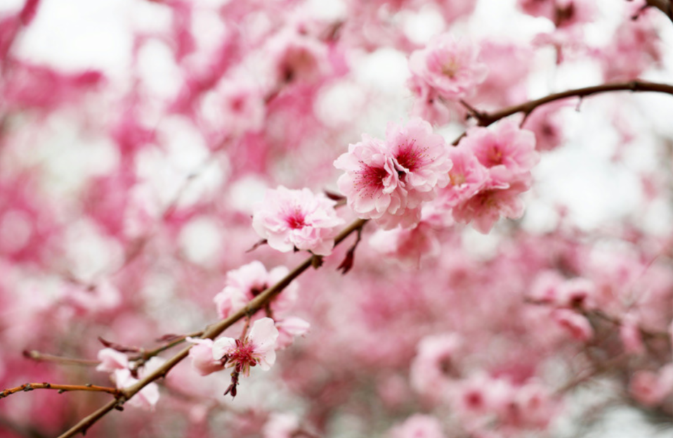 cherry_blossoms_p1.png