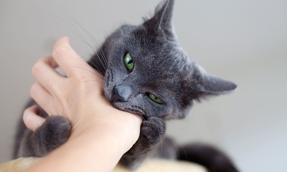 Three Reasons Declawing a Cat is Wrong