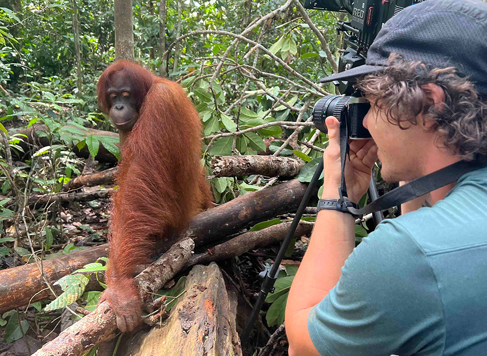 A cameraman photographs an orangutan in a rainforest