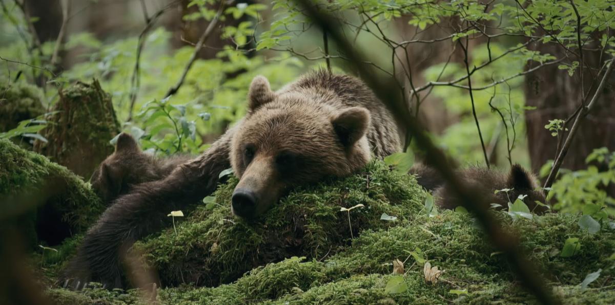 A brown bear in the woods lays with its head on a moss-covered object and eyes open. Beside her are two small cubs resting.