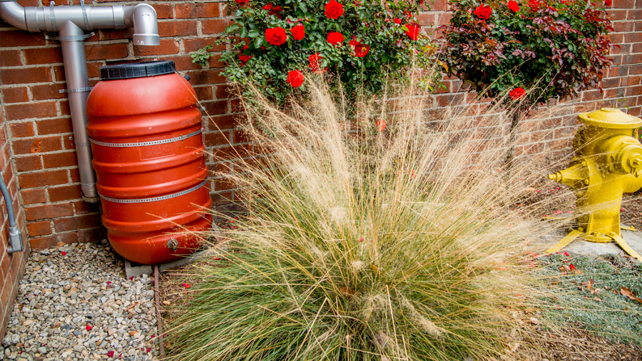 A rain barrel connected to a rainfall collection pipe in a yard