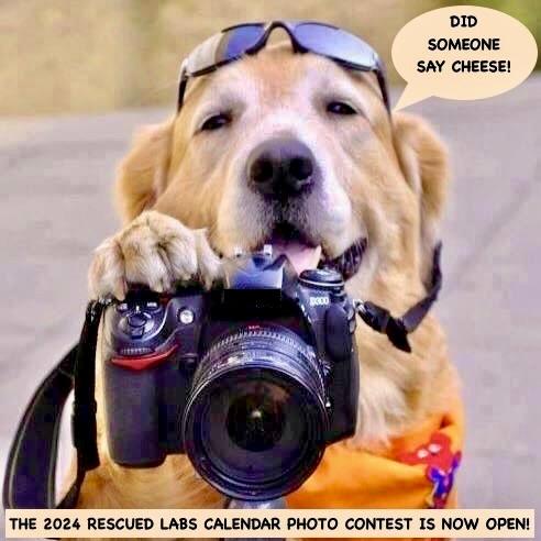 PHOTO CONTEST!// SHY PUPS, PUP OF THE MONTH, AND MORE…