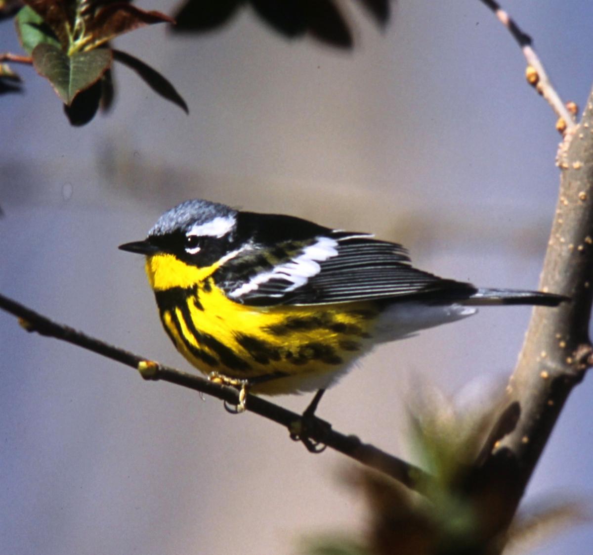 A colorful Magnolia Warbler, grey back with stripes, bright yellow breast with black streaks, singing. 