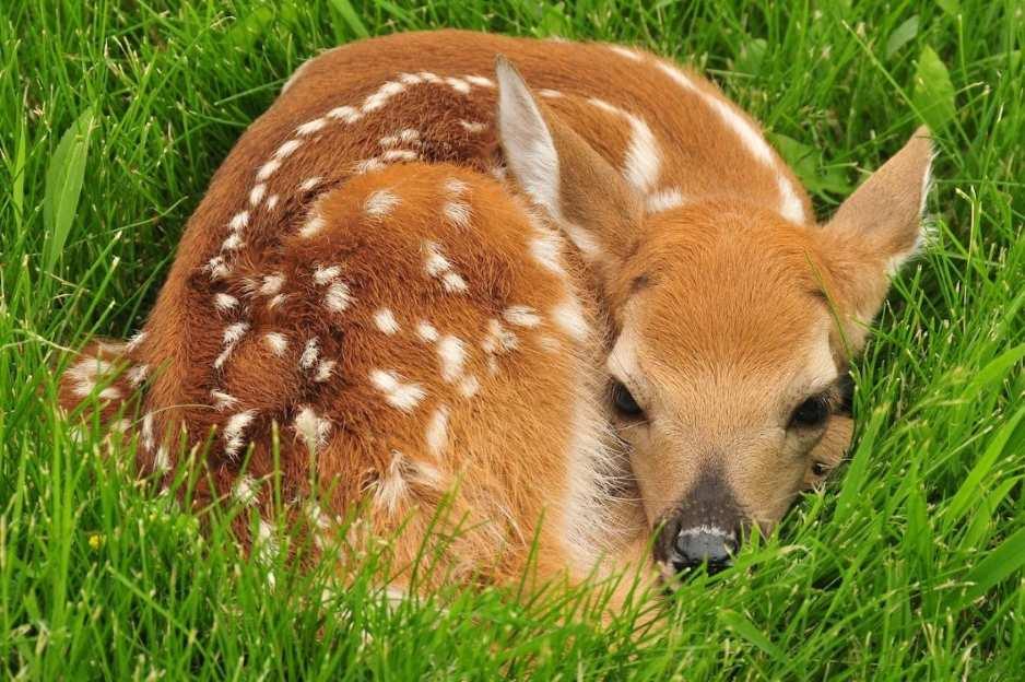 Deer fawn, reddish summer coat with white spots to help it camouflage in the dappled sunlight.