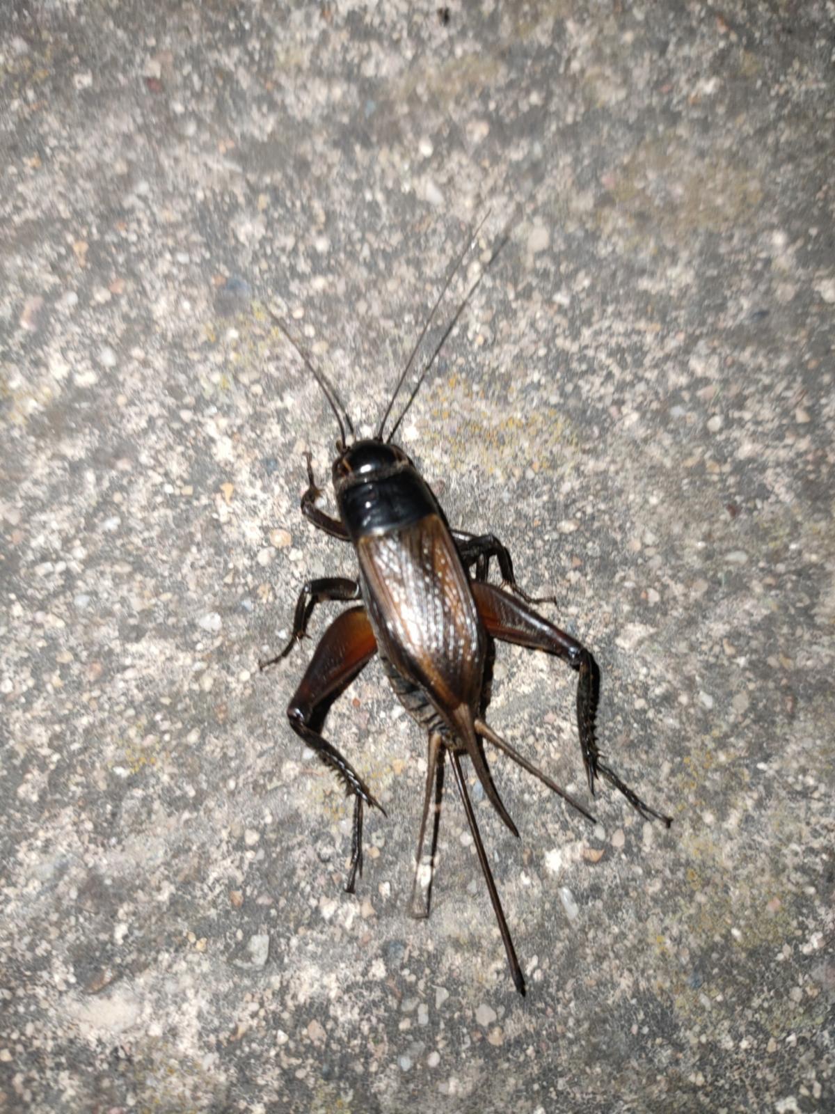 Field cricket, female. Note the long ovipositor at the rear end.