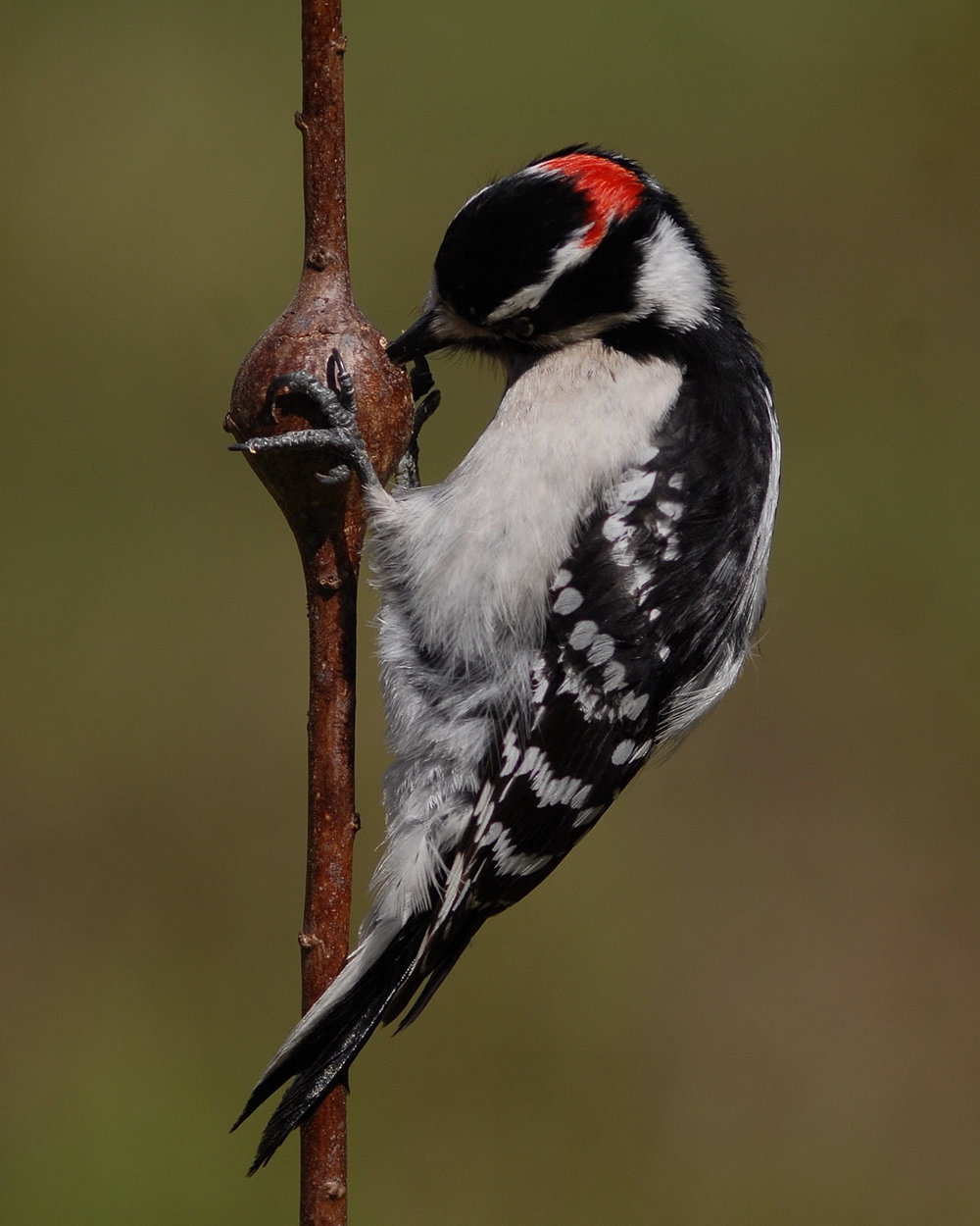 Black and white male downy woodpecker pecking at a goldenrod gall in search of the insect grub within.