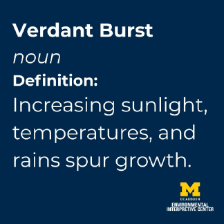 The definition of Verdant Burst, according the Microseasons: Increasing sunlight, temperatures, and rains spur growth.