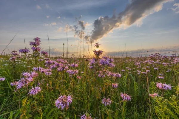 wild bergamot in a prairie