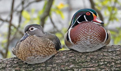 Female and male wood ducks perched on a large branch, near their home in a tree cavity.
