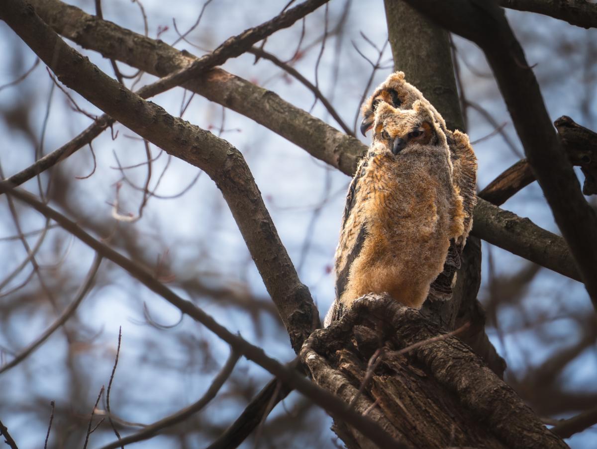 Two fluffy young Great Horned owlet babies on a branch outside their nest tree.