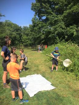 Summer Explorers catching insects with sweep nets and bug boxes for observation and ID.