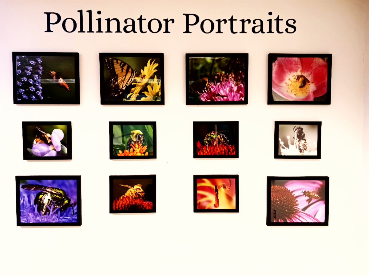 A grouping of award-winning photographs from previous Pollinator Photo Contests.