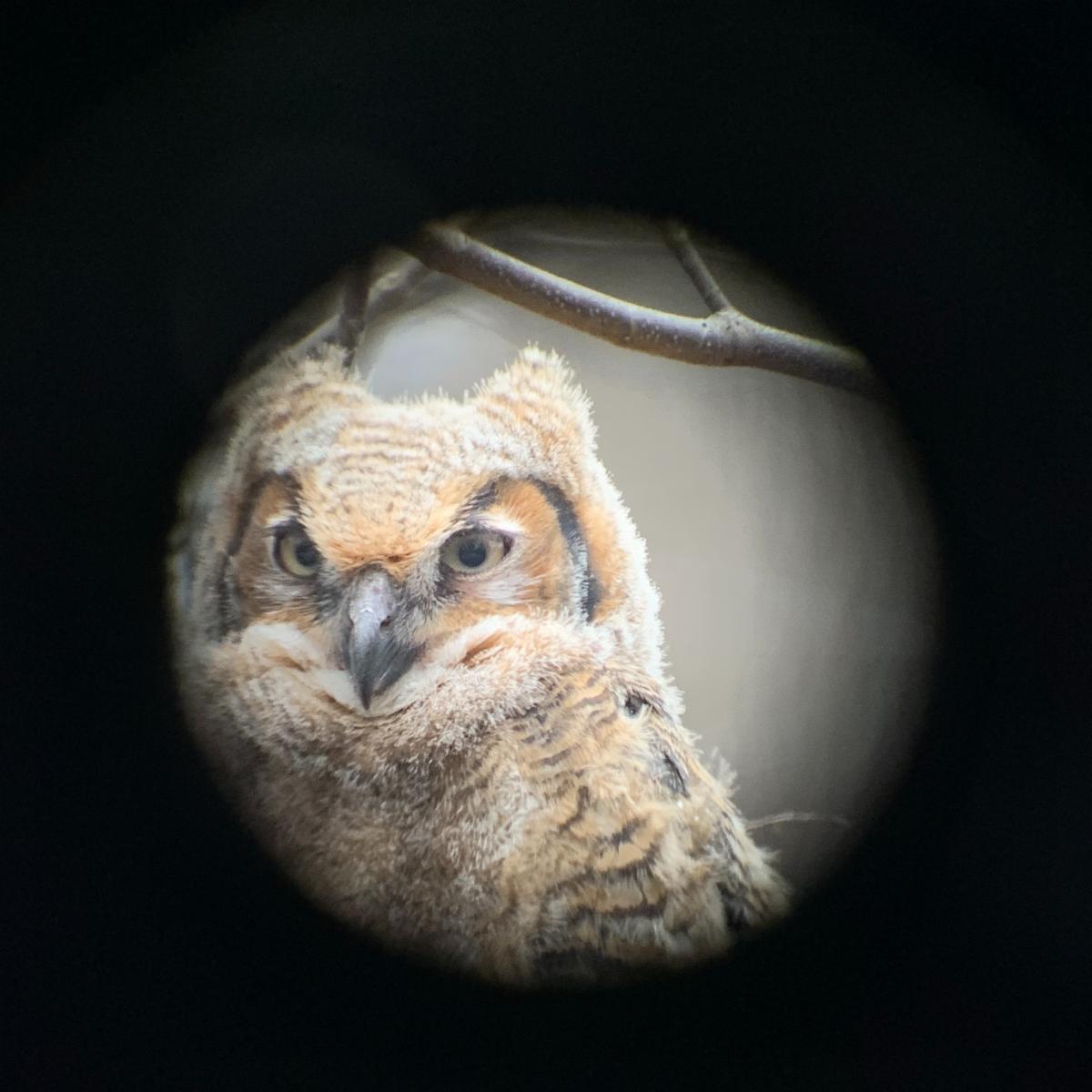 A photo through a spotting scope of the nestling Great Horned owlet face.