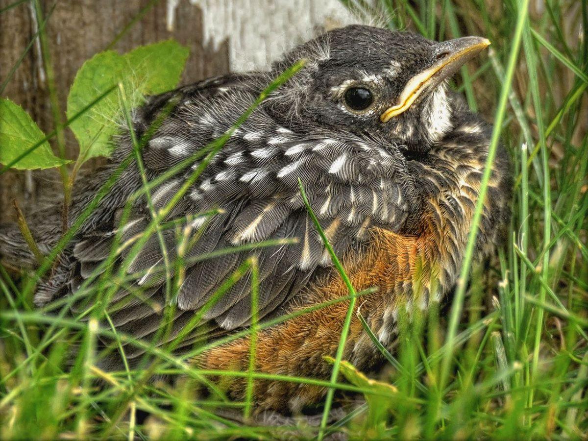  A fledgling baby robin, fresh out of its nest, on the ground in some plants.