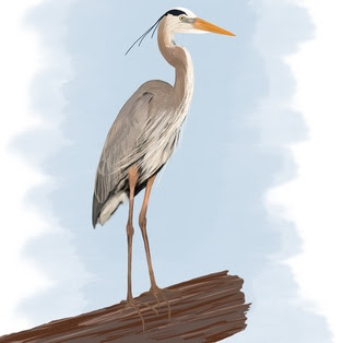 Alexis Kott's illustration of a Great Blue Heron, the EIC mascot