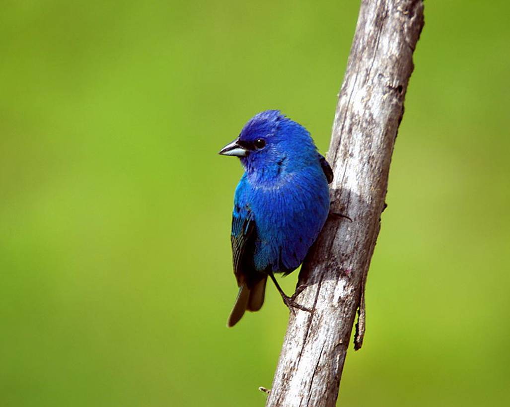 Cobalt blue male Indigo Bunting bird perched on a branch.