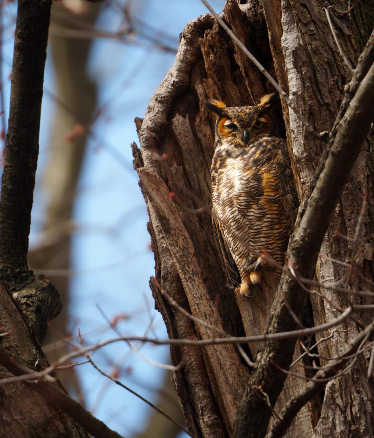 An adult Great Horned Owl parent of the chicks at the nest site.